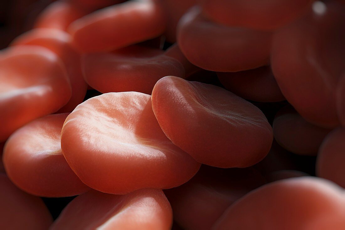 Red Blood Cells, artwork