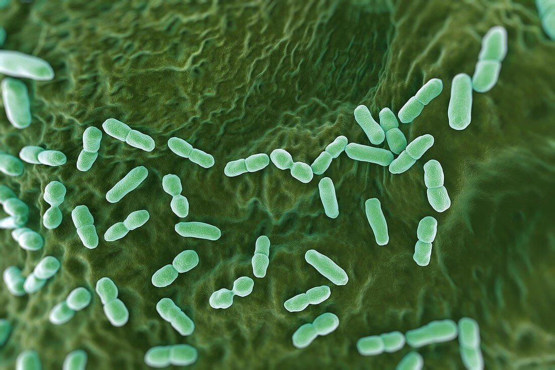 Listeria Bacteria, artwork