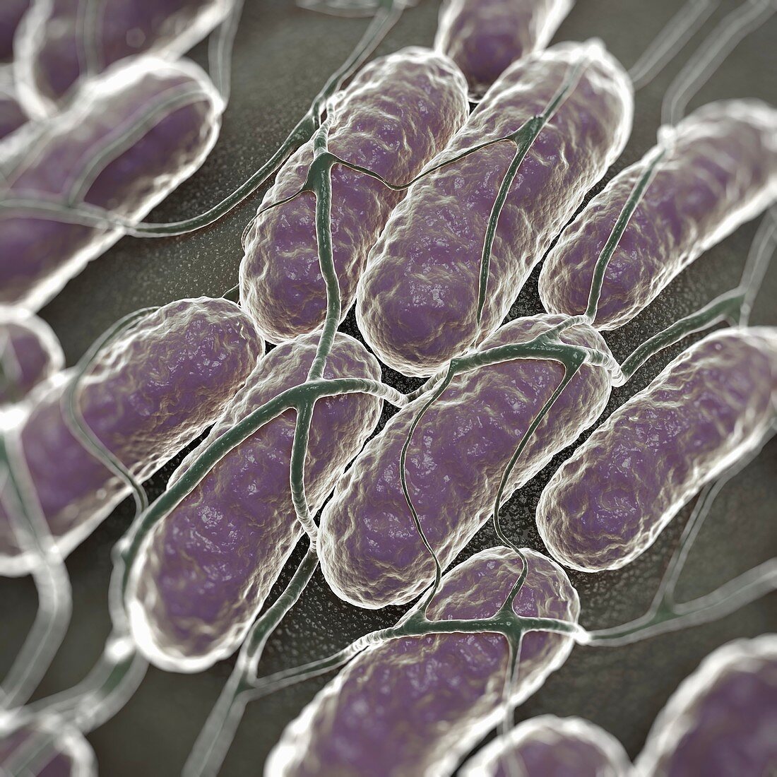 Salmonella Bacteria, artwork