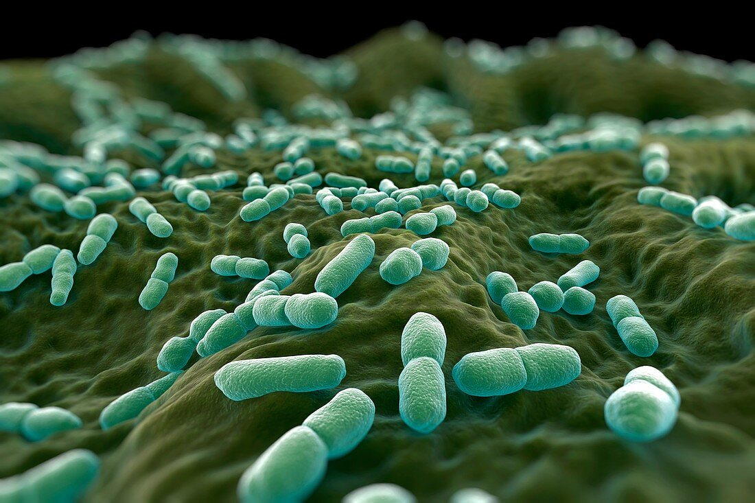 Listeria Bacteria, artwork