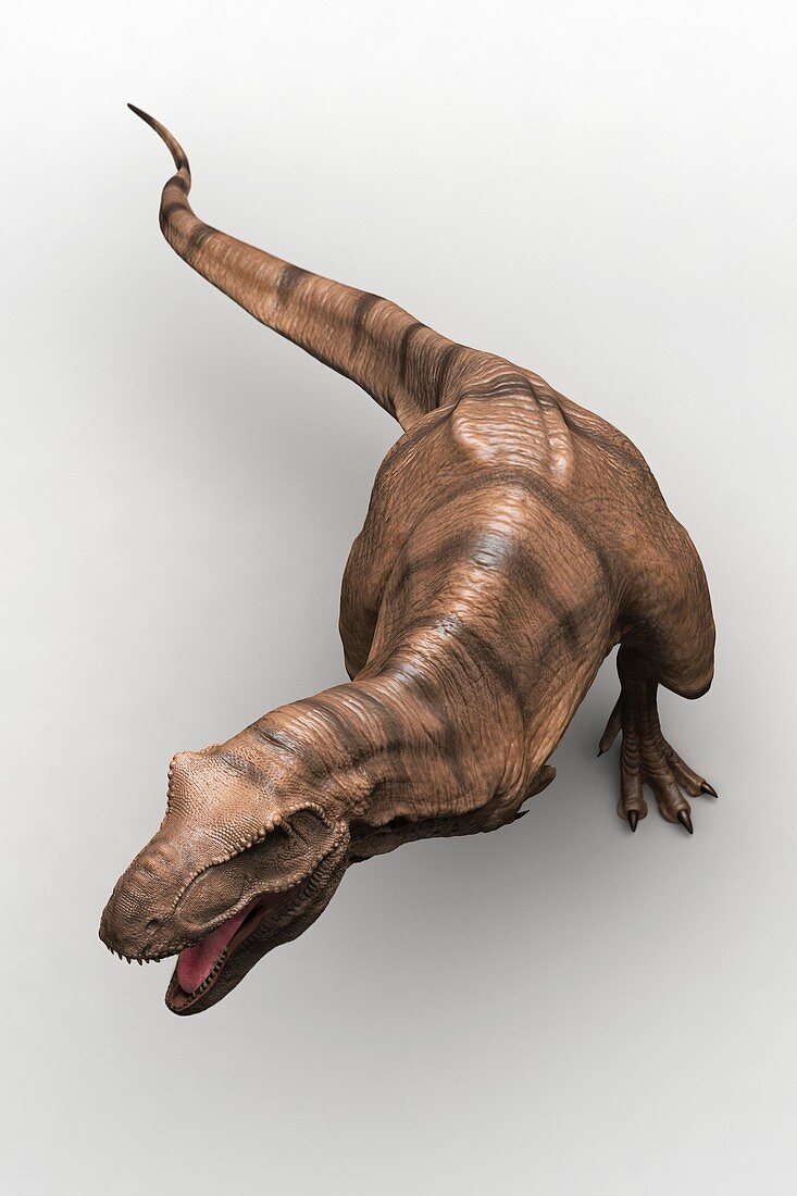 Tyrannosaurus Dinosaur, artwork