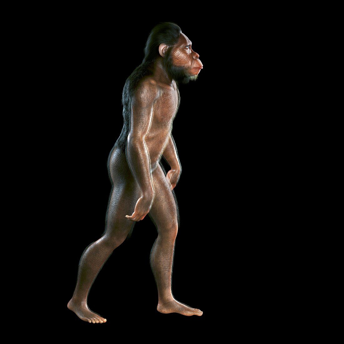 Australopithecus, artwork
