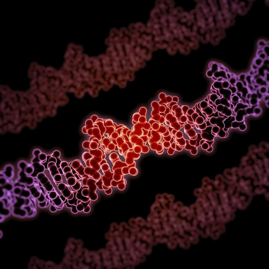 Human DNA, artwork