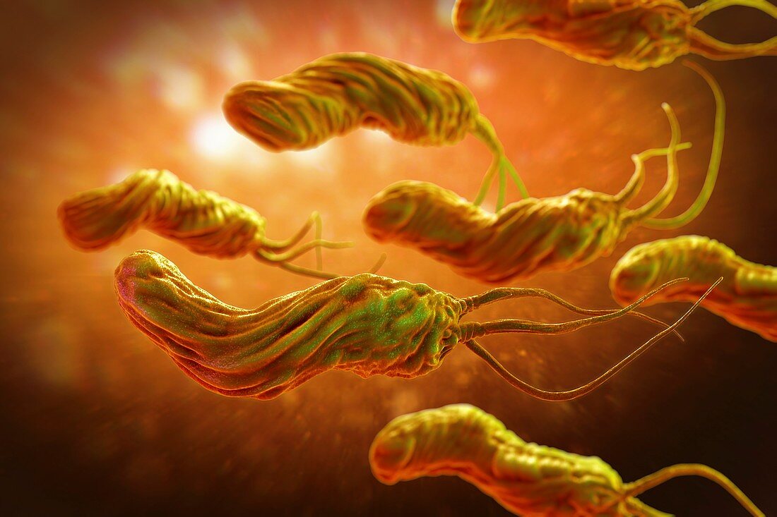 Helicobacter pylori, artwork