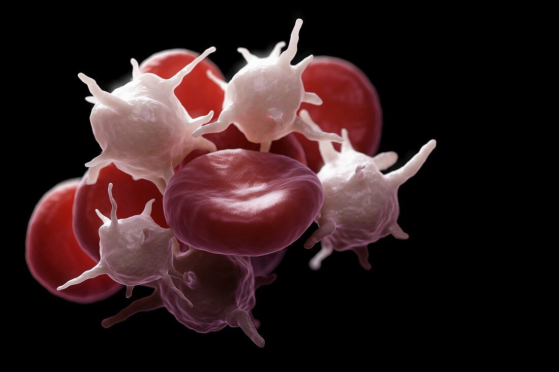 Blood Cells, artwork