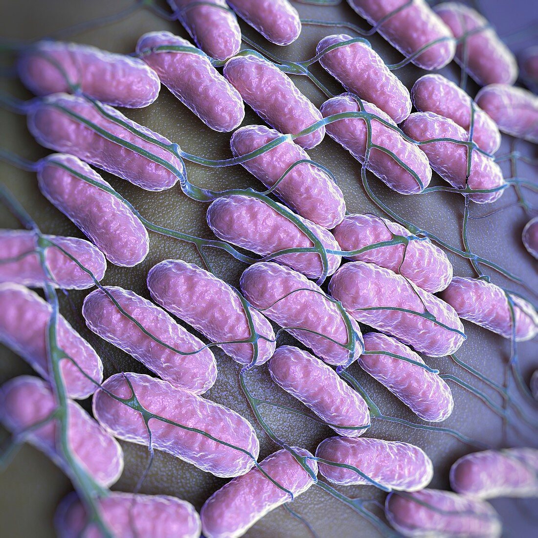 Salmonella Bacteria, artwork