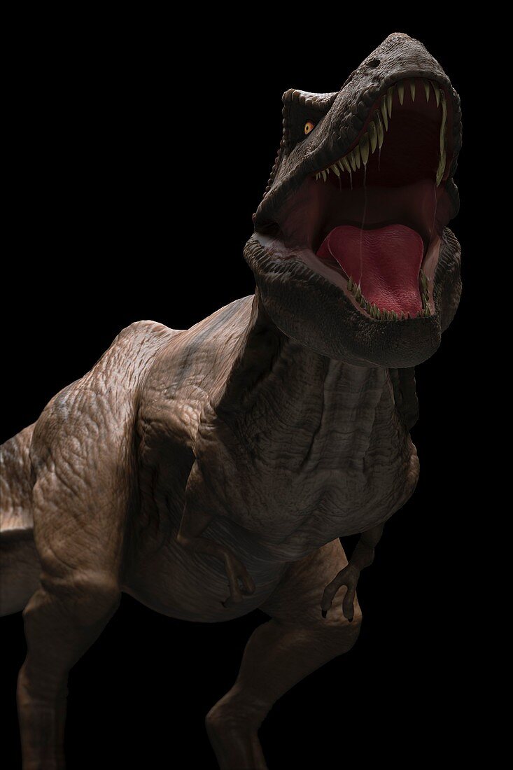 Tyrannosaurus Dinosaur, artwork