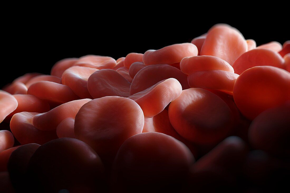 Red Blood Cells, artwork