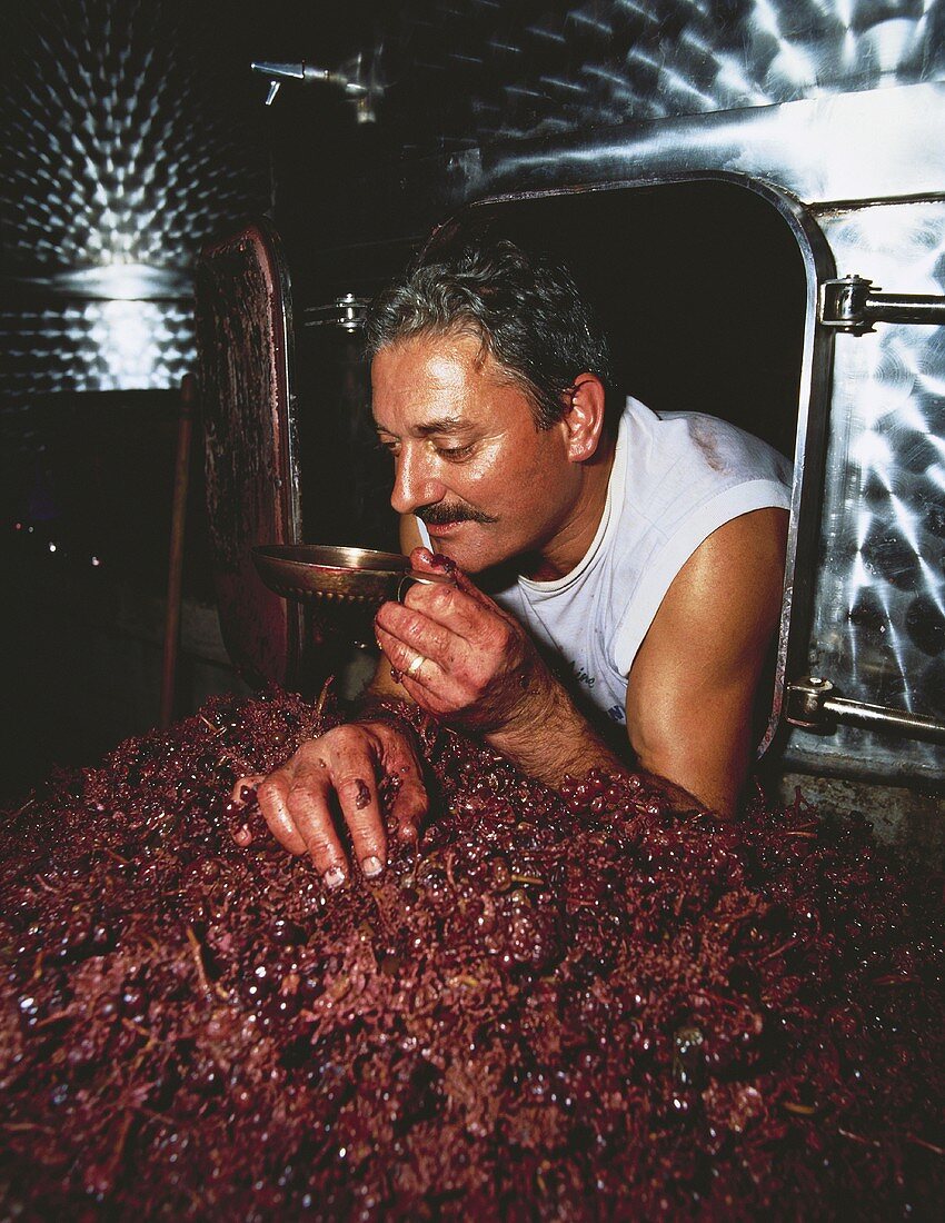 Erfrischungspause beim Entladen von Weintrauben im Beaujolais
