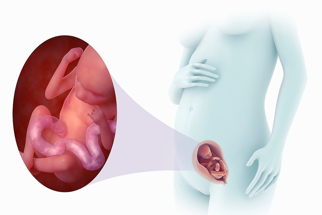 Fetal Development (Week 18), artwork
