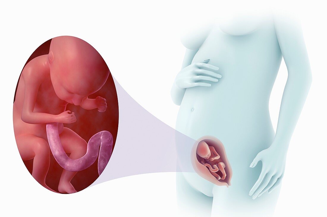 Fetal Development (Week 20), artwork