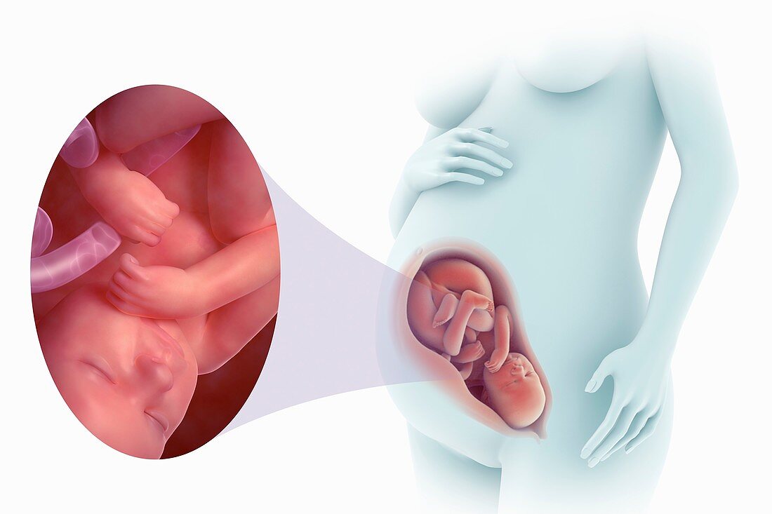 Fetal Development (Week 38), artwork