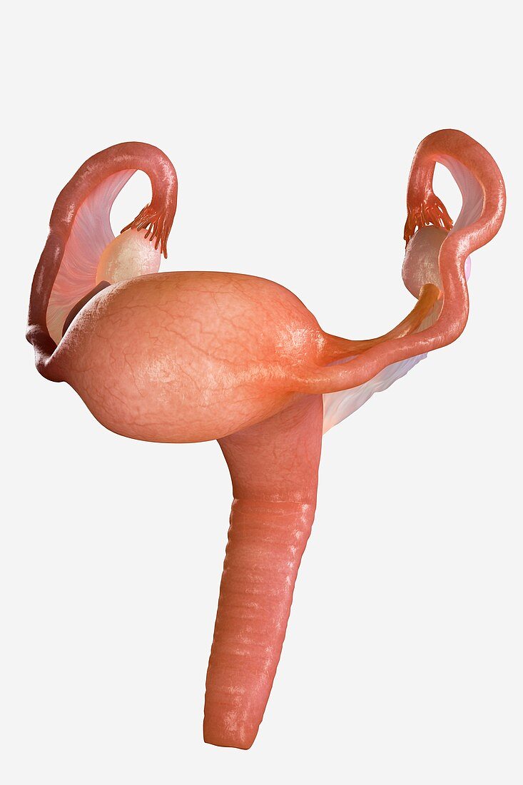 Uterus, artwork