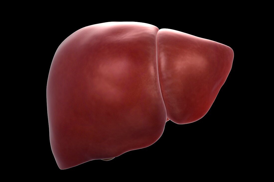 Human Liver, artwork