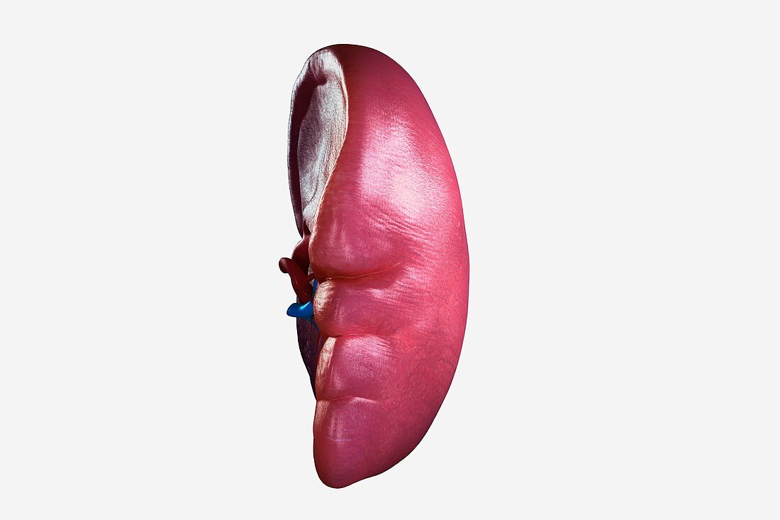 Human Spleen, artwork