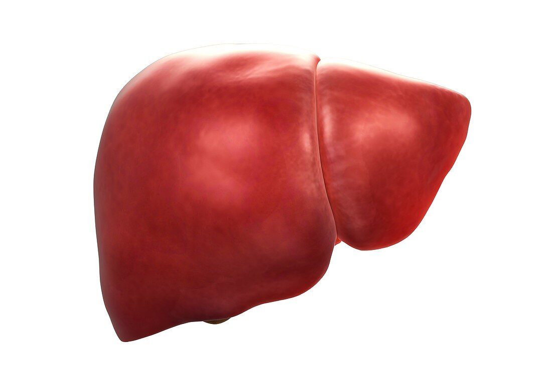 Human Liver, artwork