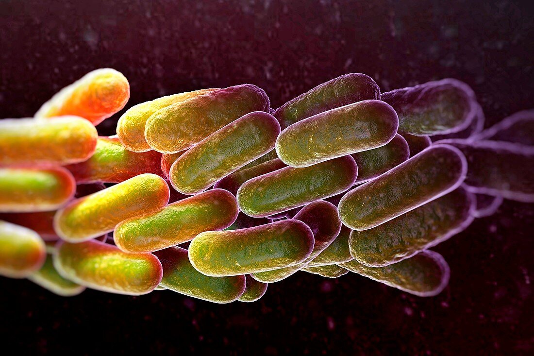 Legionella Pneumophila Bacteria, artwork