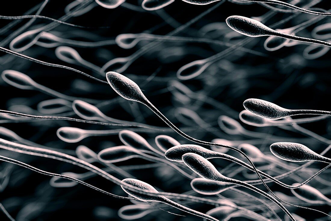 Sperm, artwork