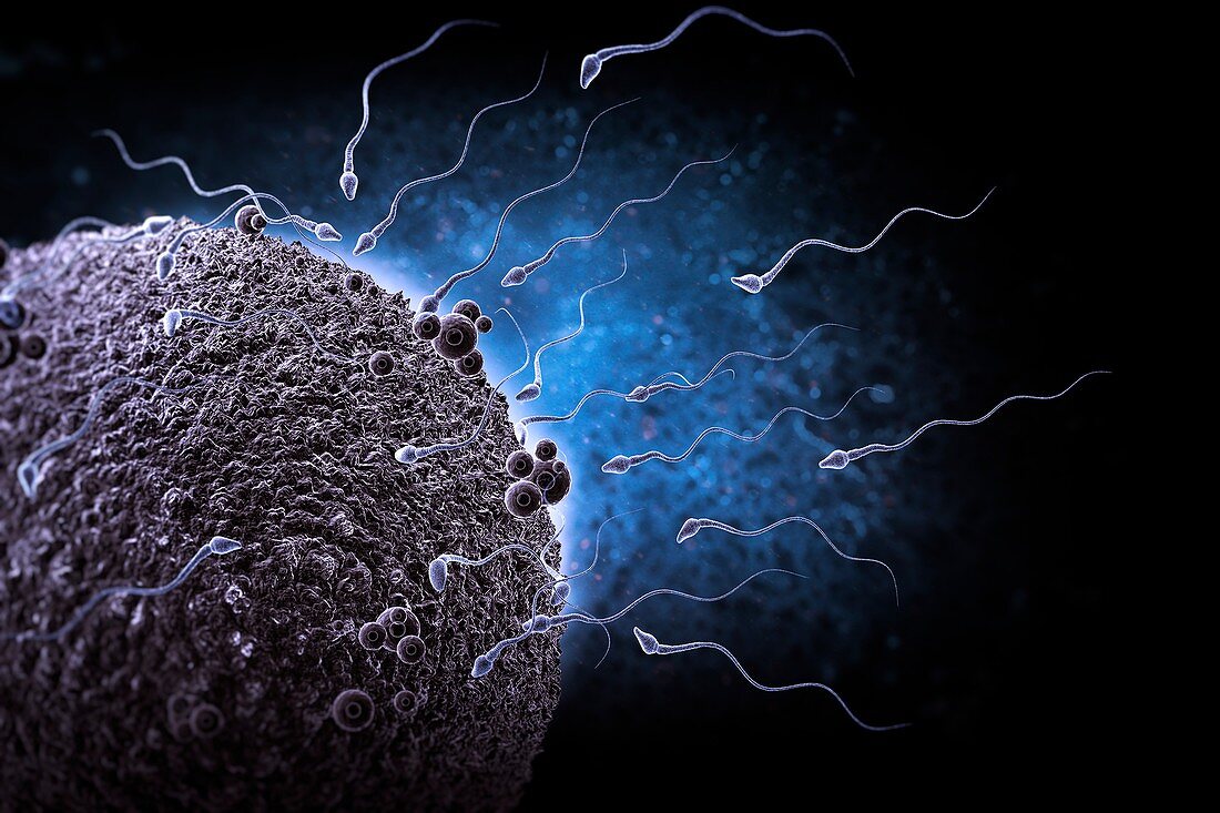 Sperm and Ovum, artwork