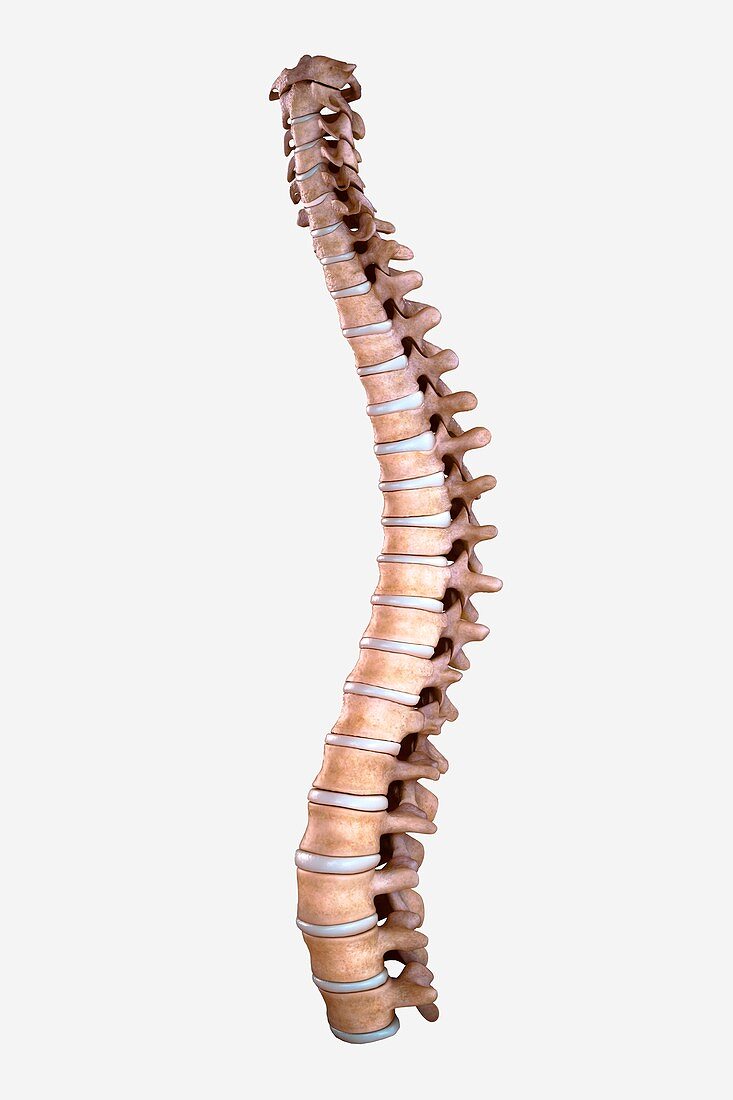 Spinal Bones, artwork