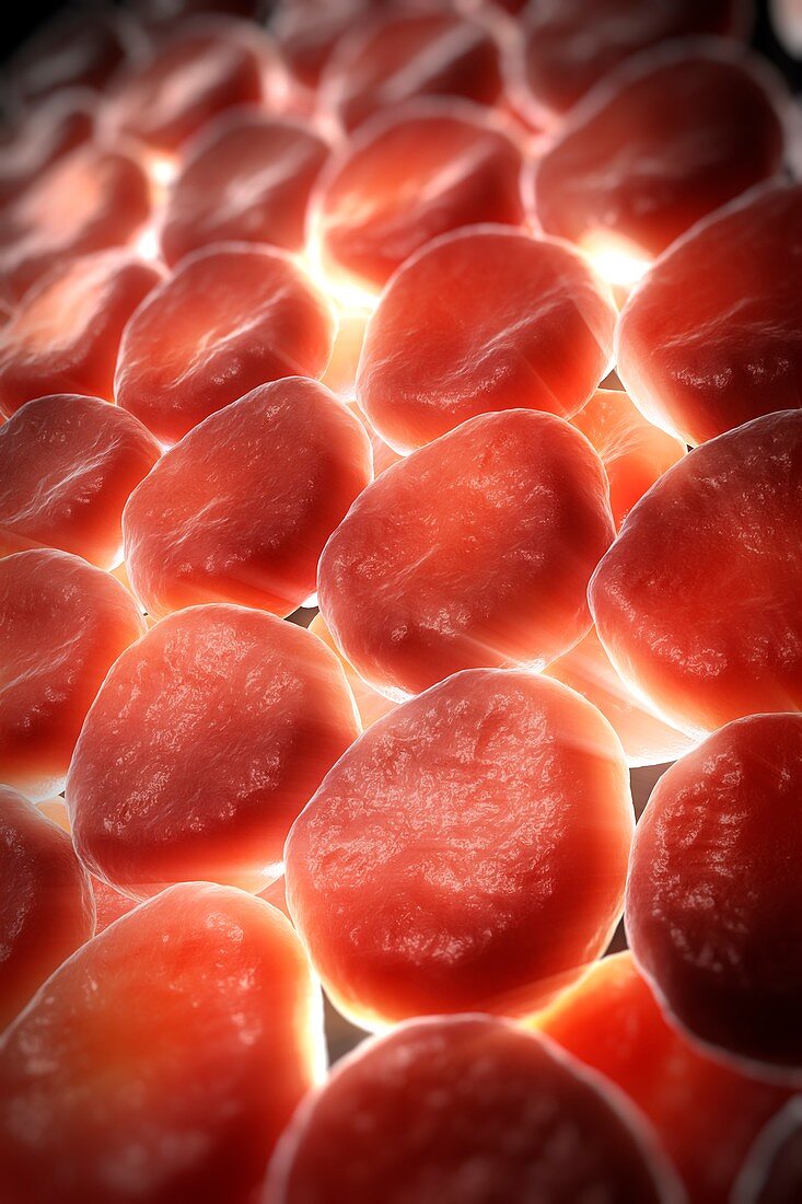 Red Blood Cells, artwork