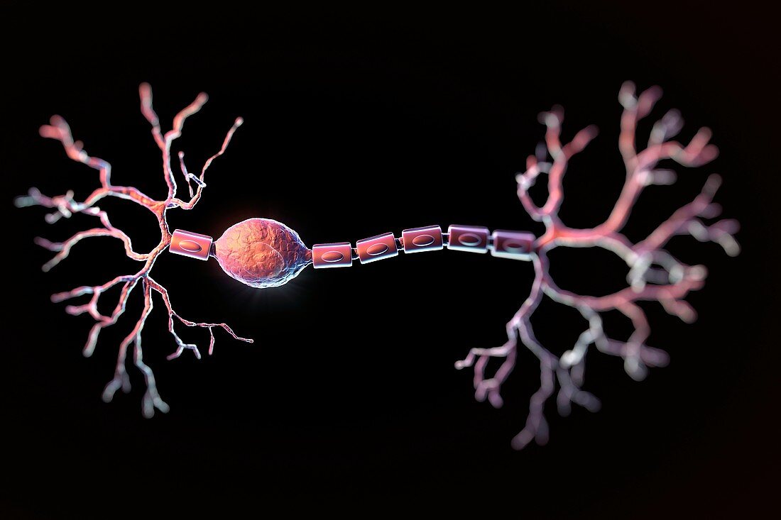 Bipolar Neuron, artwork