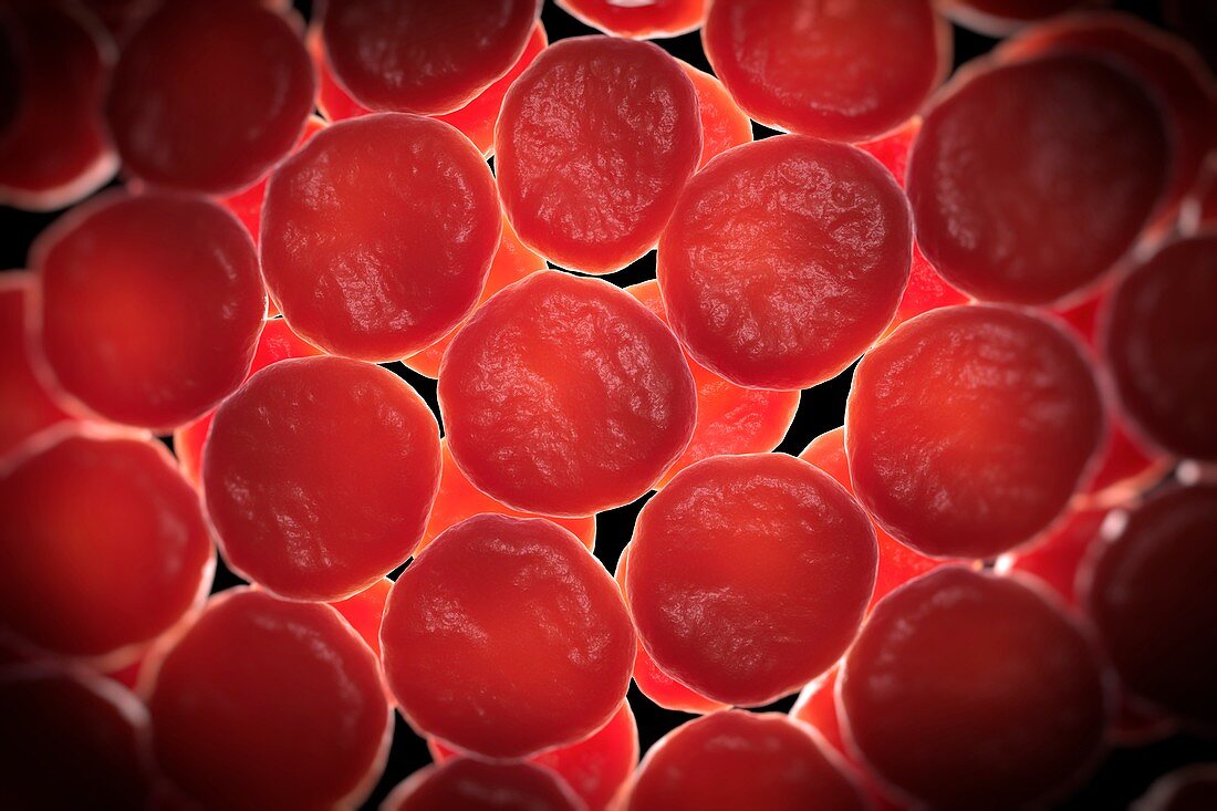 Red Blood Cells, artwork