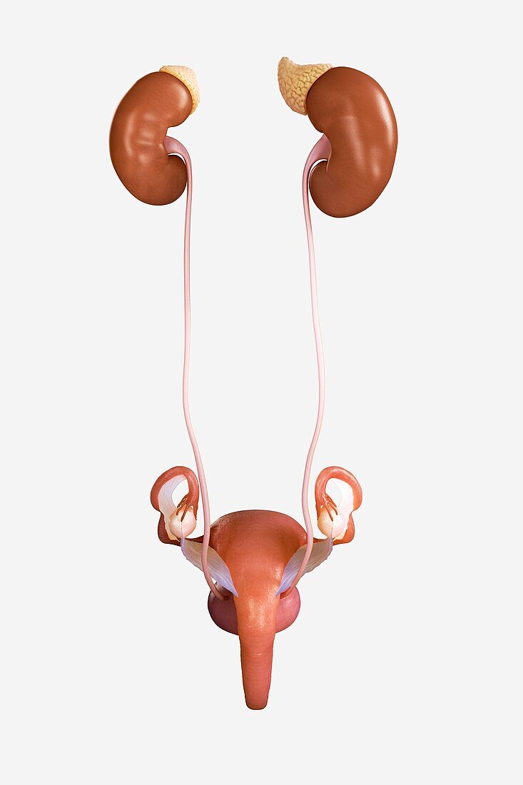 Female Genitourinary System, artwork