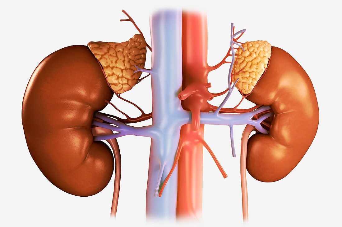 Human Kidney Anatomy, artwork