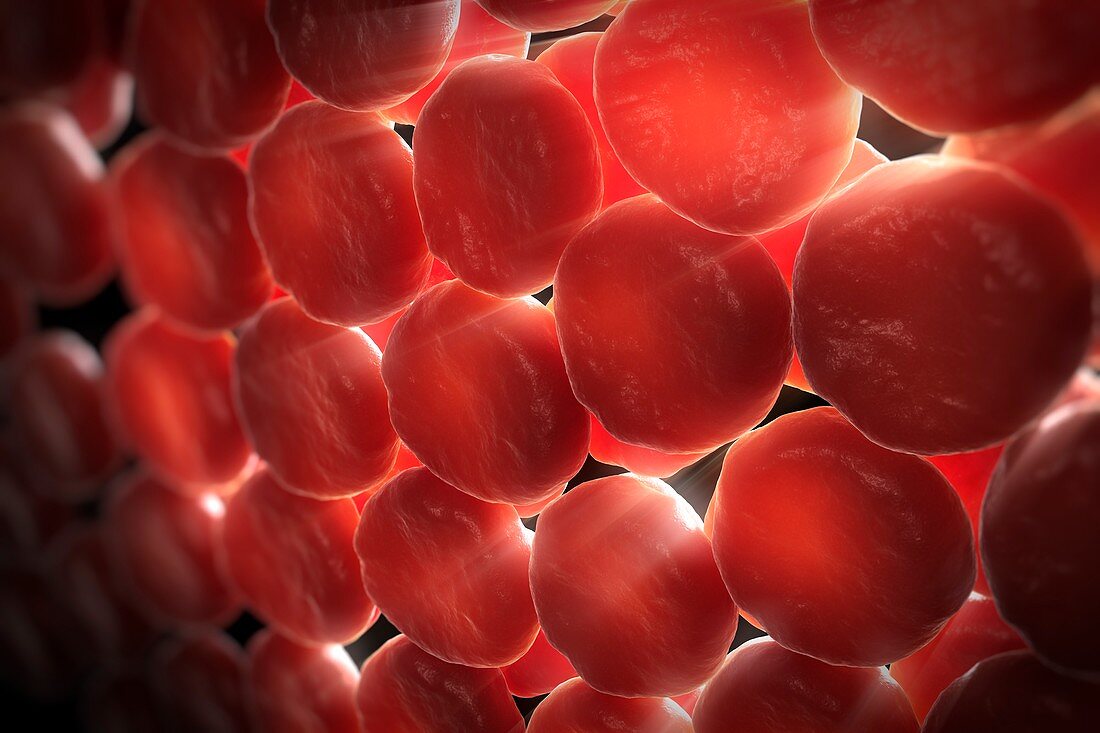 Red Blood Cells, artwork