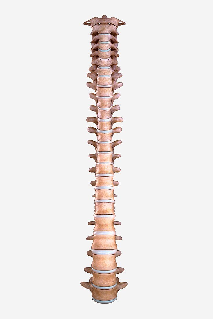 Spinal Bones, artwork