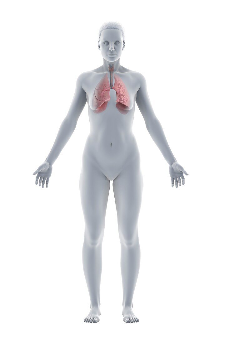 Respiratory Anatomy, artwork