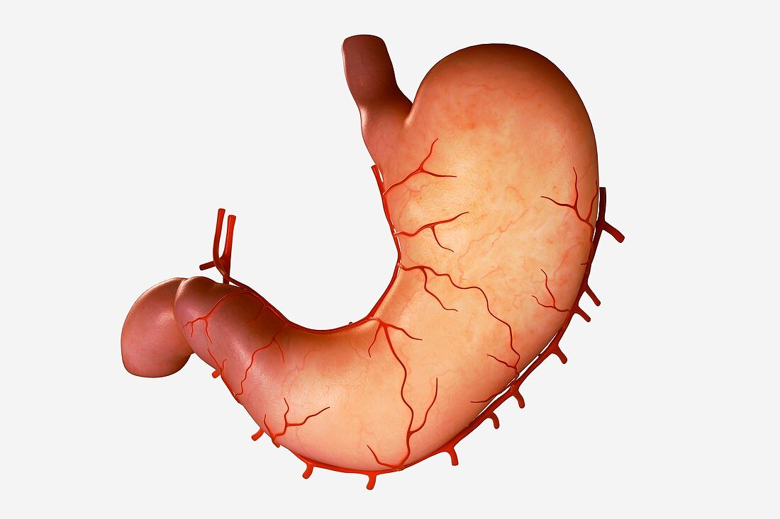 Human Stomach, artwork