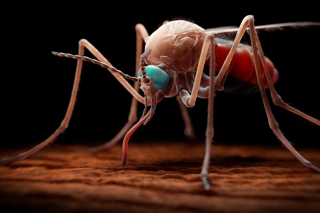 Anopheles Mosquito, artwork
