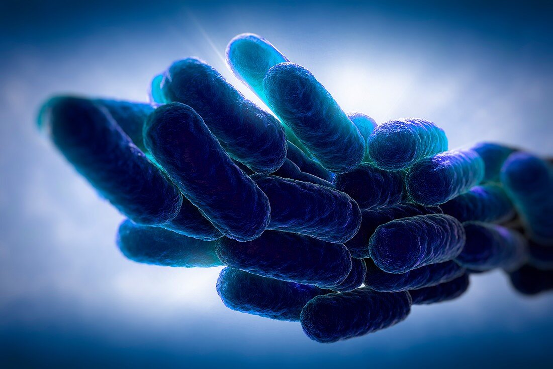 Legionella Pneumophila Bacteria, artwork