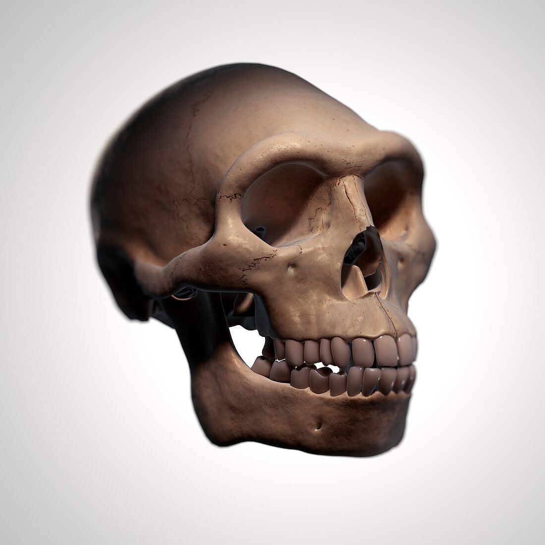 Homo Erectus Skull, illustration