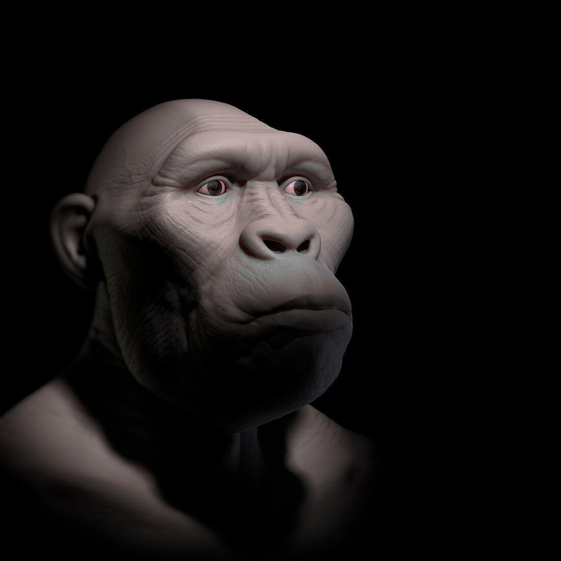 Australopithecus, illustration