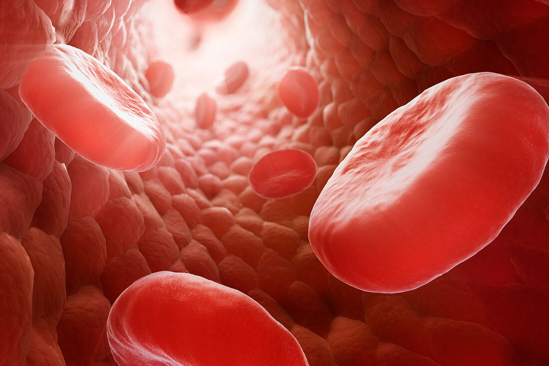 Red Blood Cells in Bloodstream