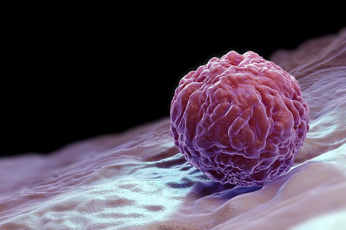 Embryonic Stem Cell, artwork