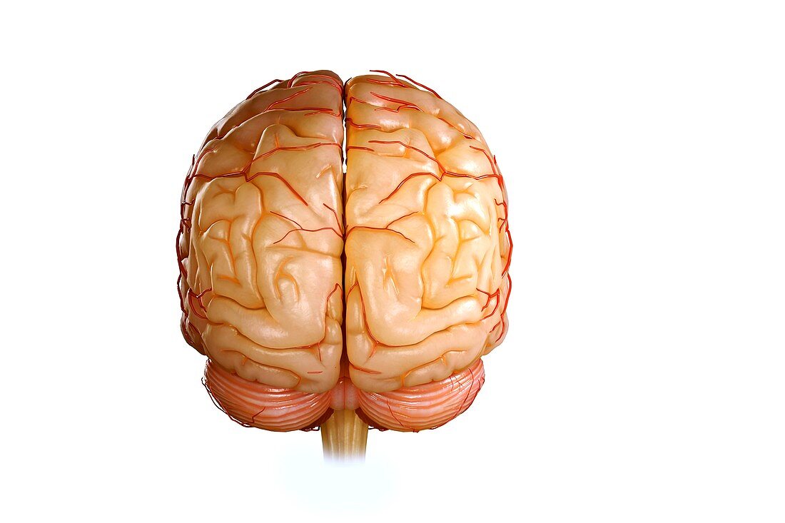 Human Brain, artwork