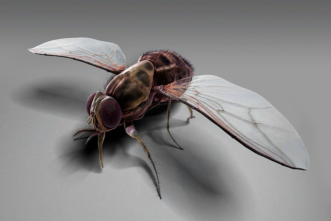 Tsetse Fly, artwork