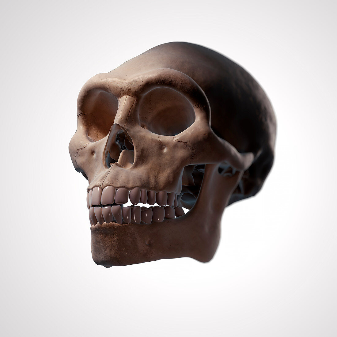 Homo Erectus Skull, illustration