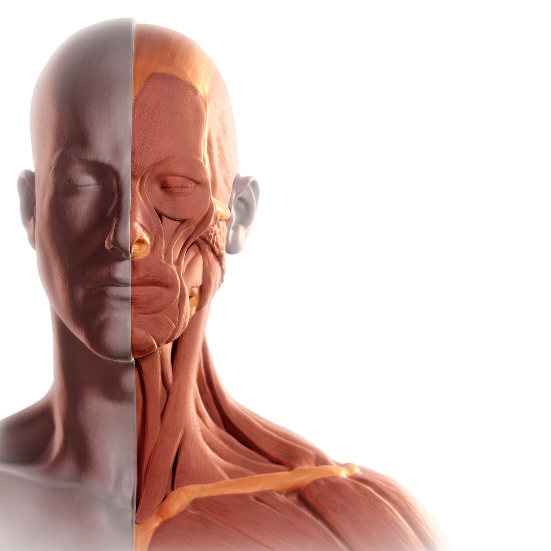 Facial Muscles, illustration