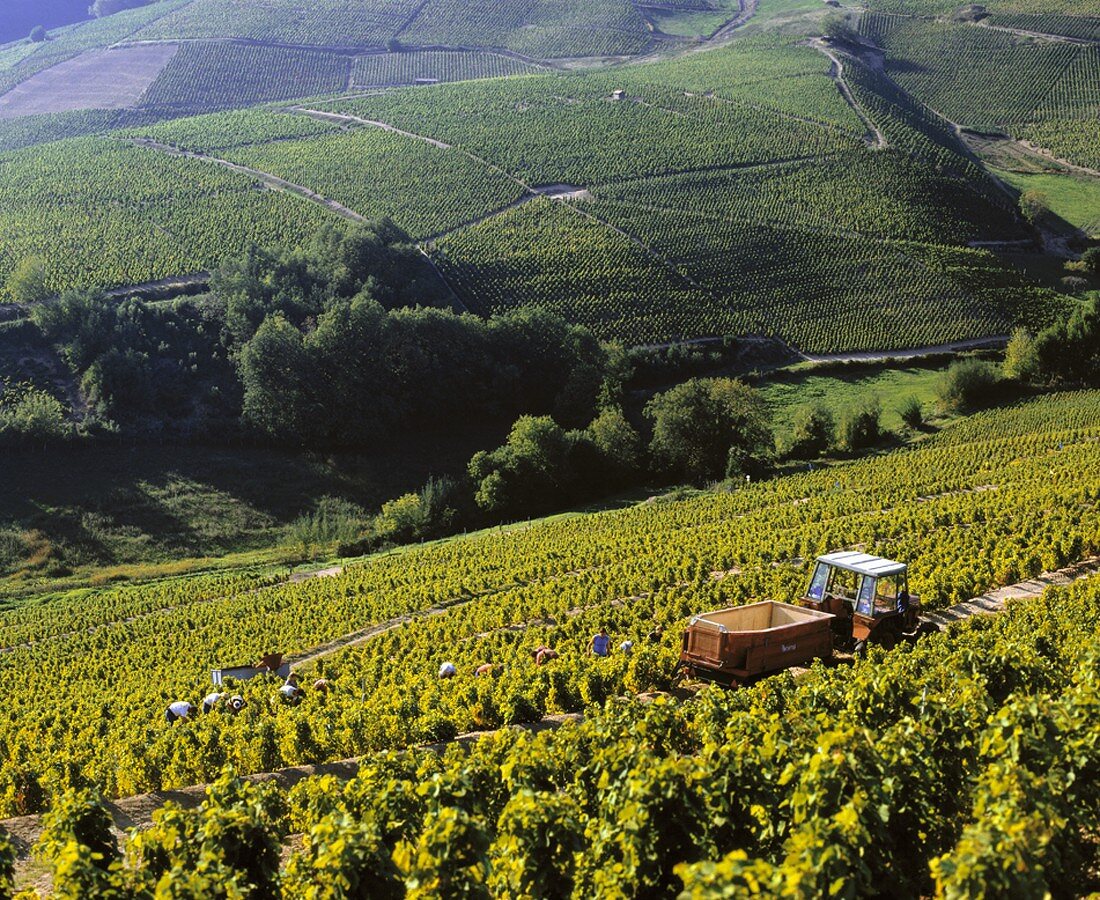Lese im Weinberg bei Fleurie, Beaujolais, Burgund, Frankreich