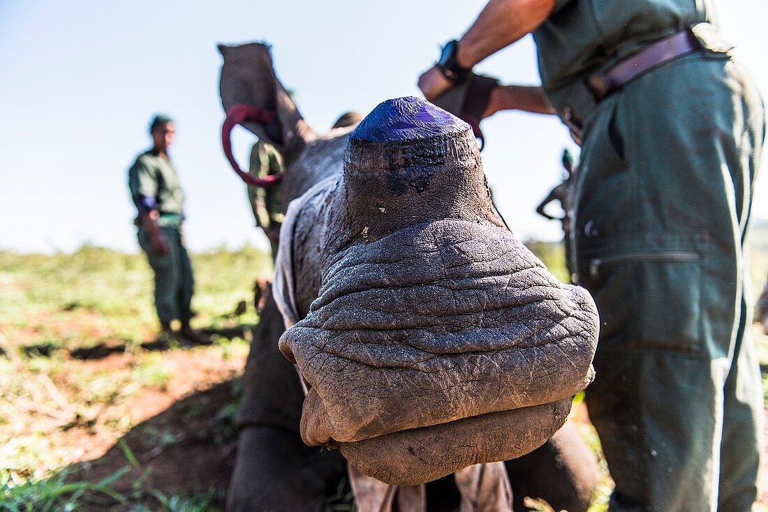 White rhino capture and dehorning to prevent poaching