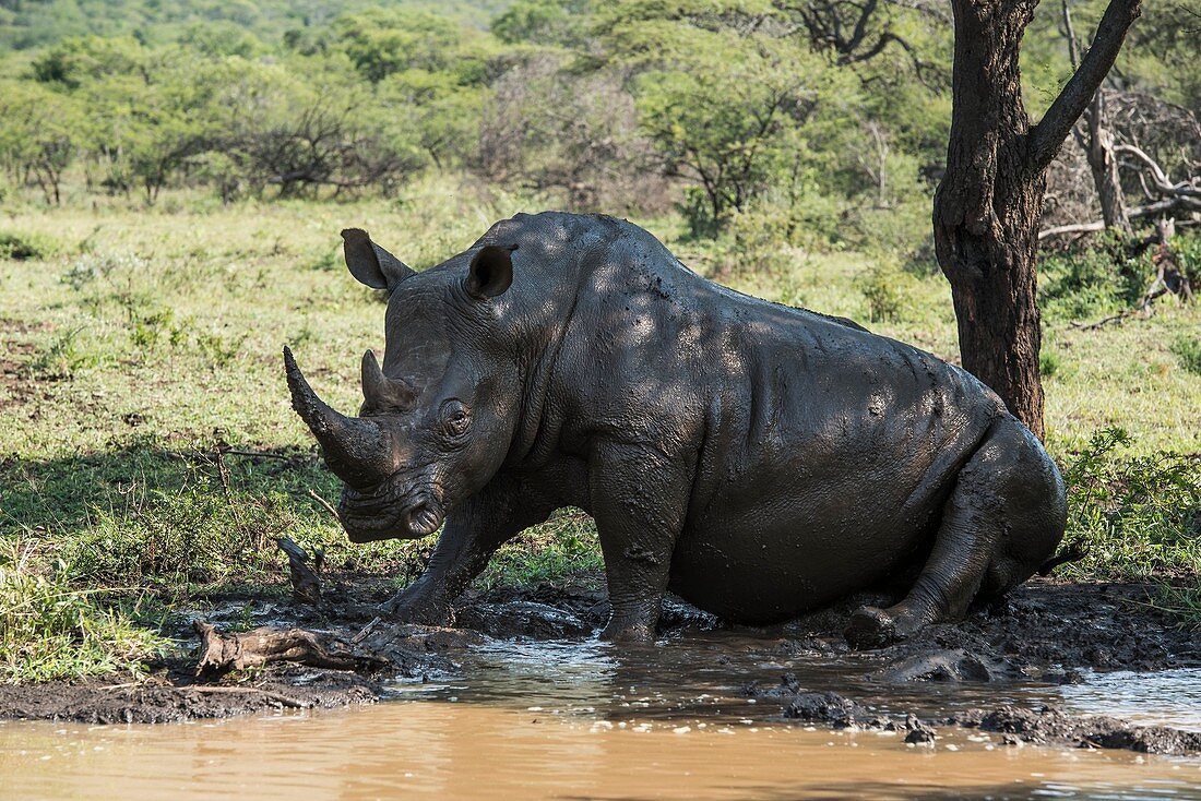 White rhino bull wallowing