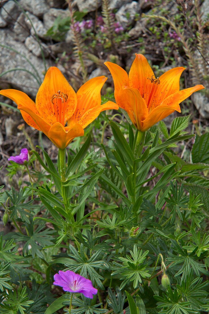 Orange lily (Lilium bulbiferum var. croceum)