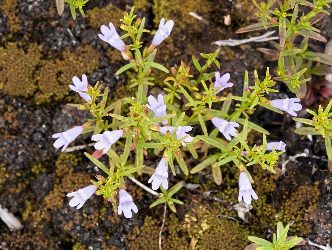 Arkansas mint (Clinopodium arkansanum)