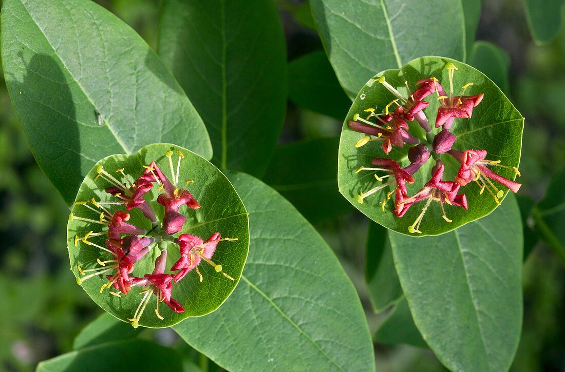 Limber honeysuckle (Lonicera dioica)