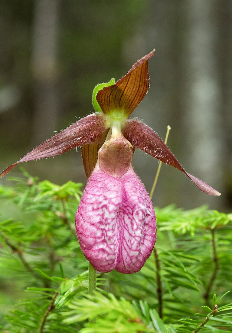 Pink lady's slipper (Cypripedium acaule)